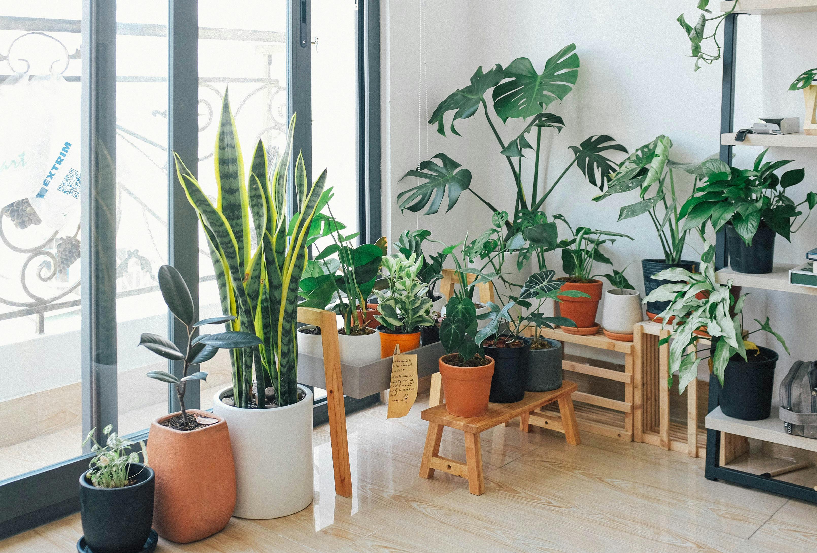 Indoor plants displayed in living room